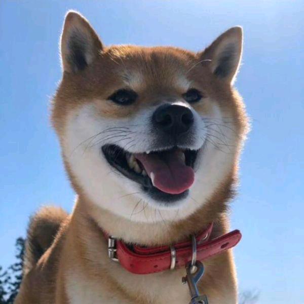 楠: