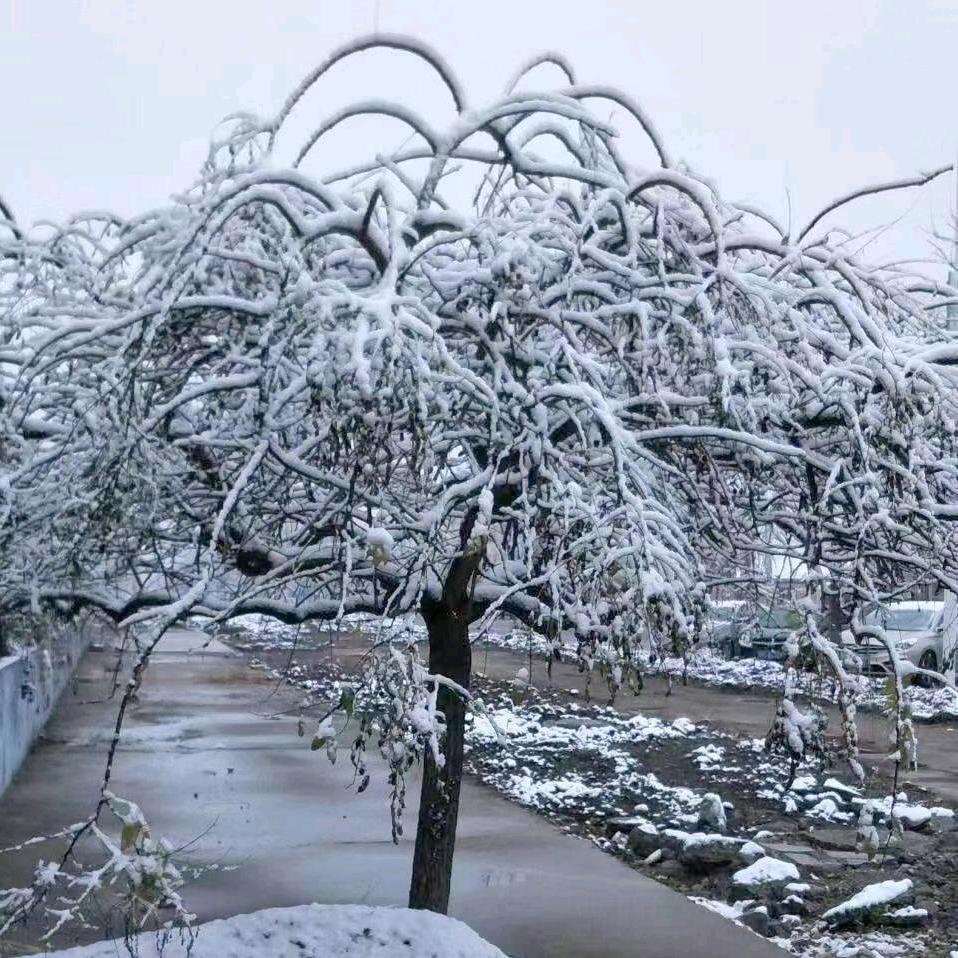 寒冰净雪