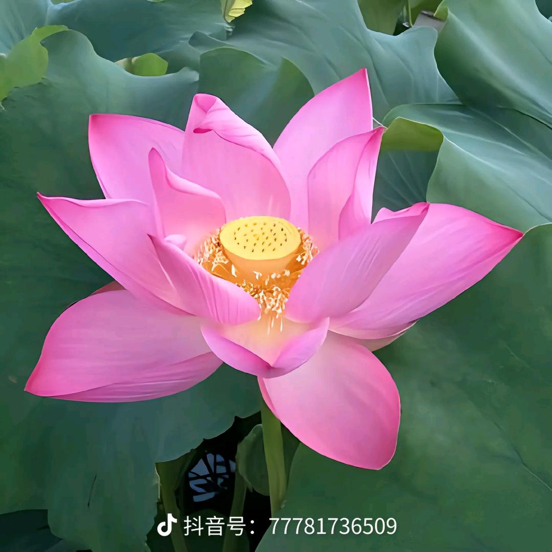 荷花雨