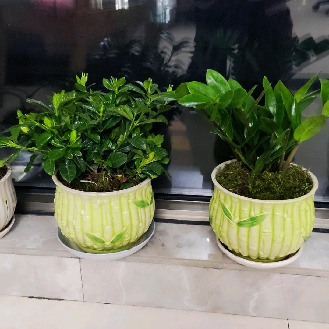迟来的爱🌳