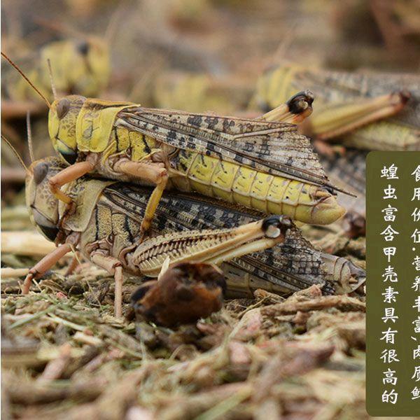 管管养蚂蚱