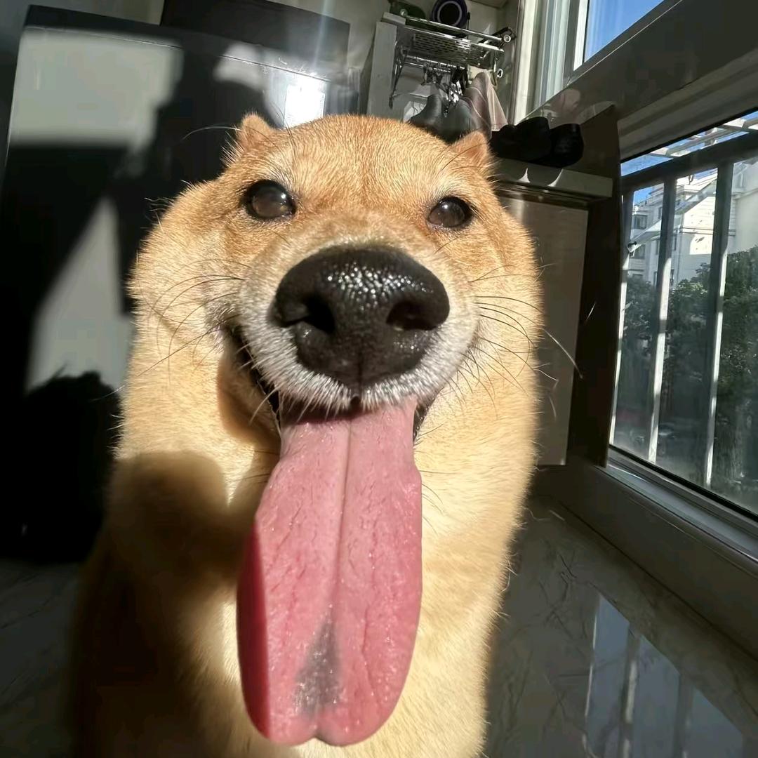 琦琦是笨小孩