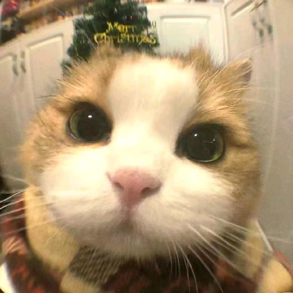 🌈张鱼小丸子🌈