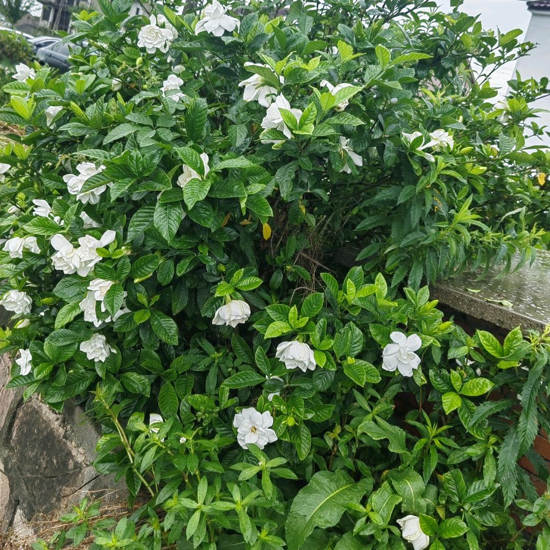 斌哥