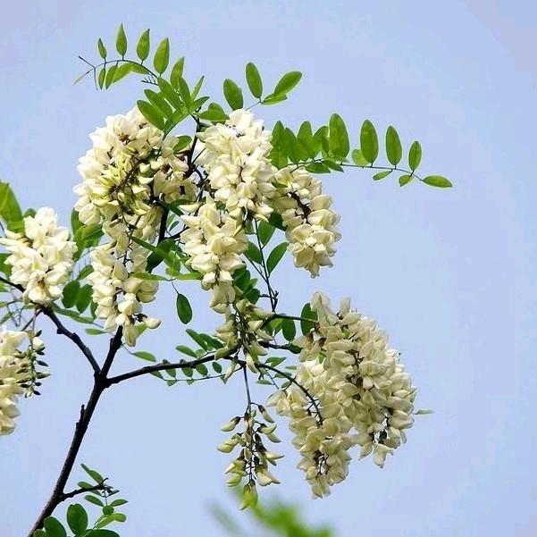 薄荷 🌱