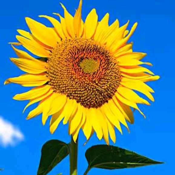 ℳঞᩚ唯独ꦿ໊໊•᷄ࡇ•᷅꧔ꦿ想念你(๑