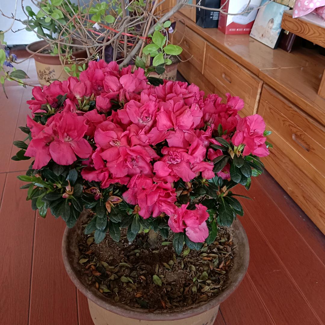 🇨🇳一帆风顺🇨🇳