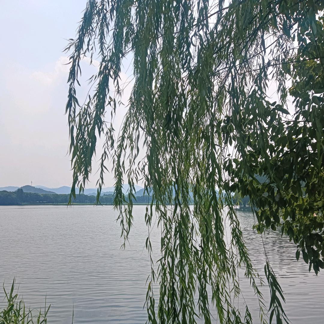 醉了夕阳