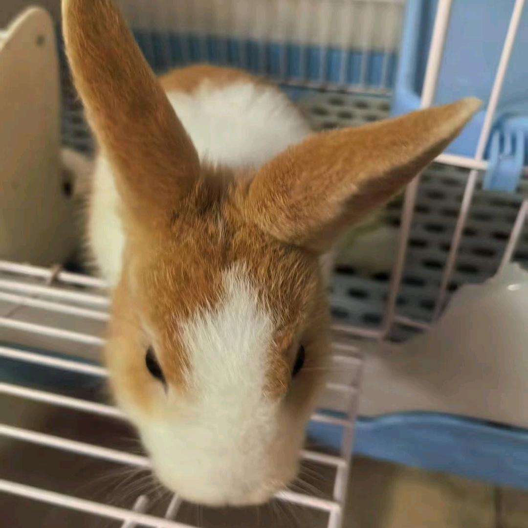 不挑食的兔兔