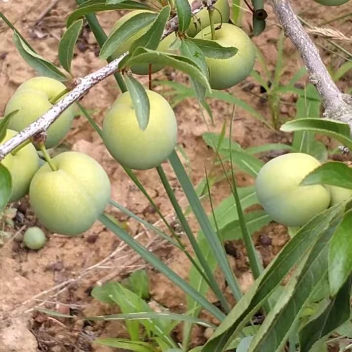 平安🌴🌲🌹💐🥀🍁