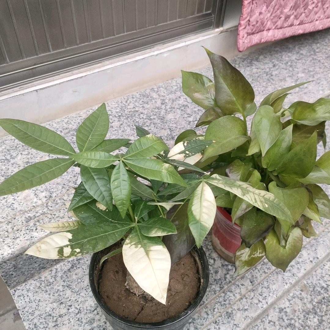 心想事成1