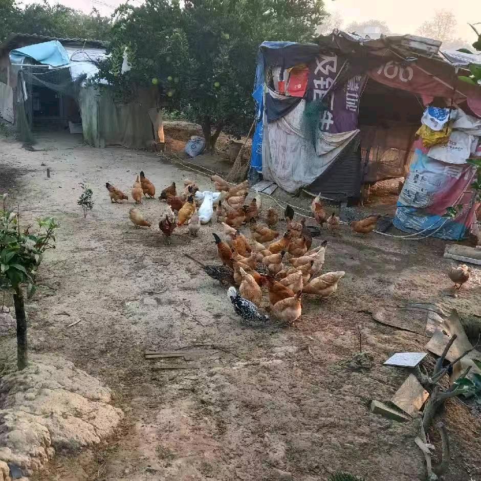 龙兵萌