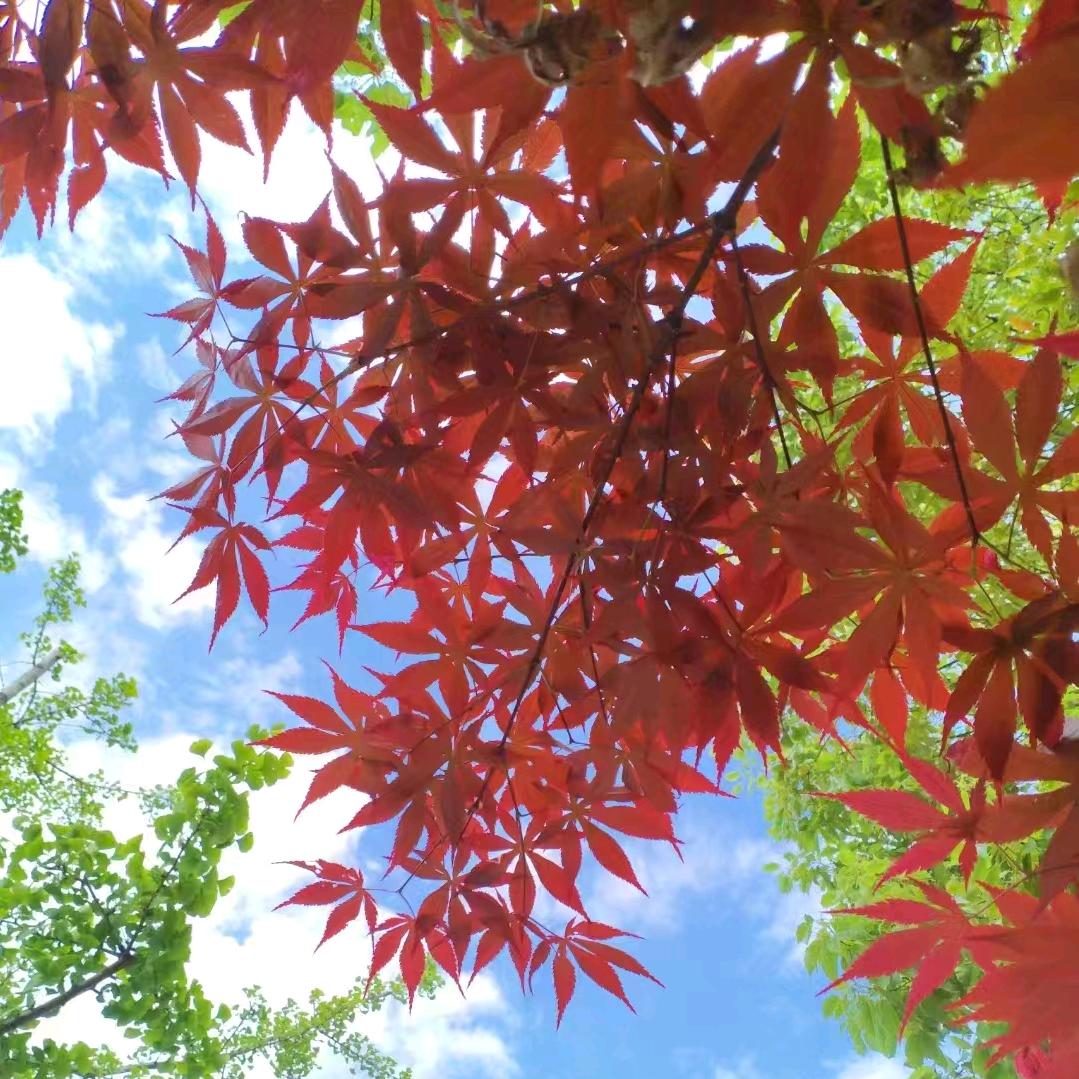 枫叶🍁