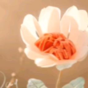 花蝴蝶