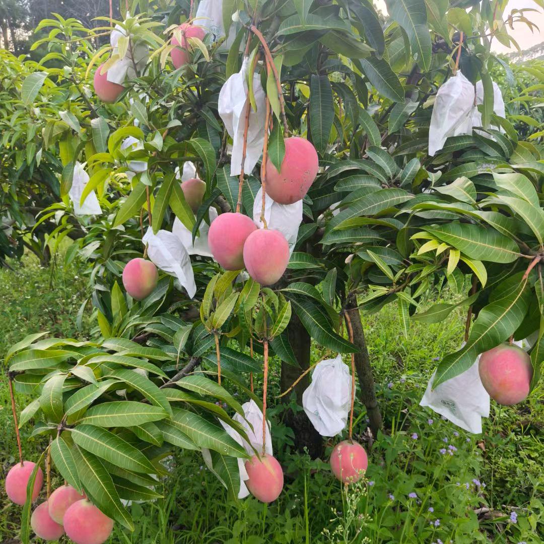 颠覆三观