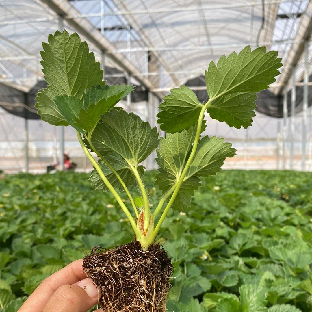 百安（库森）杨梅