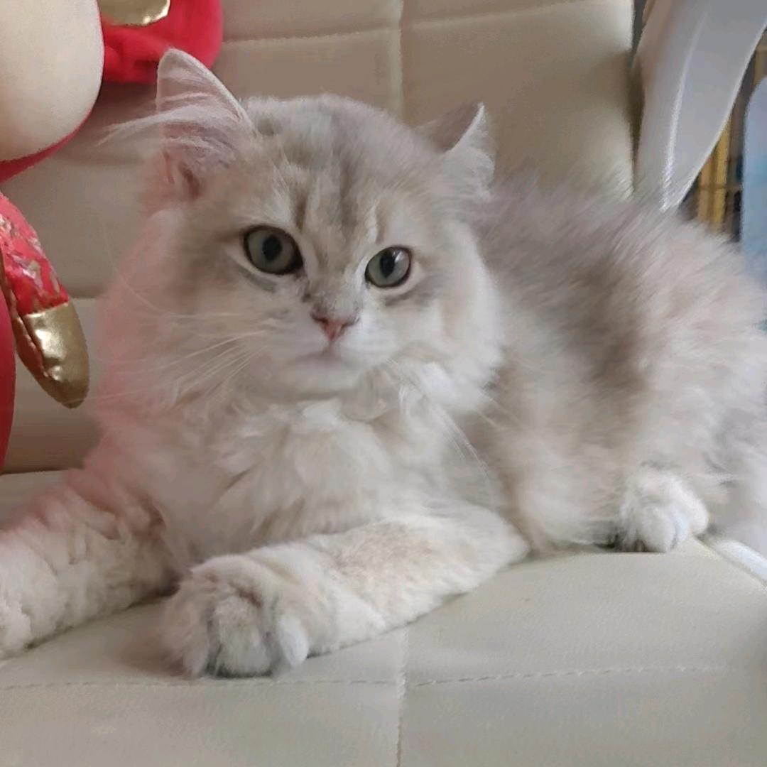 桃城区星宠阁宠物服务店