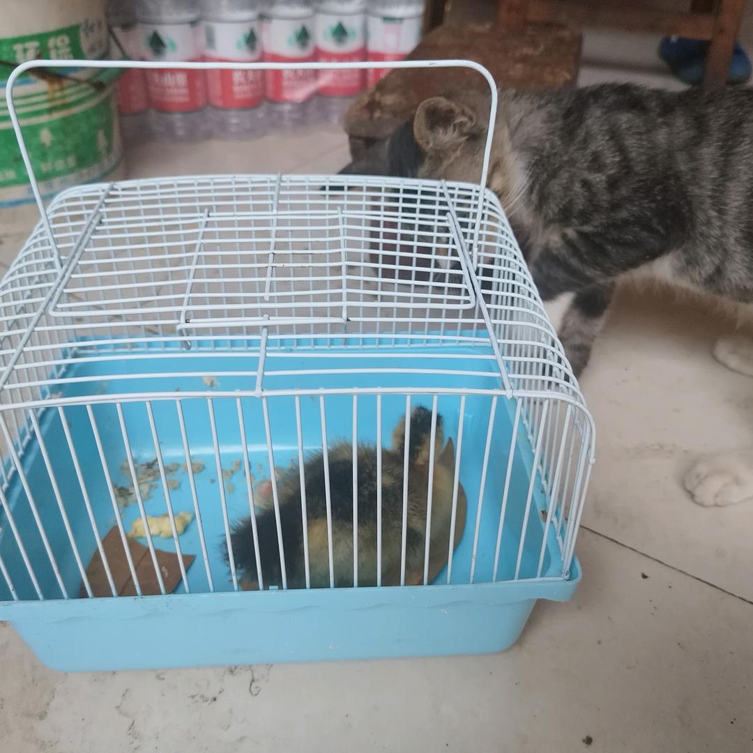 调皮的狸花猫