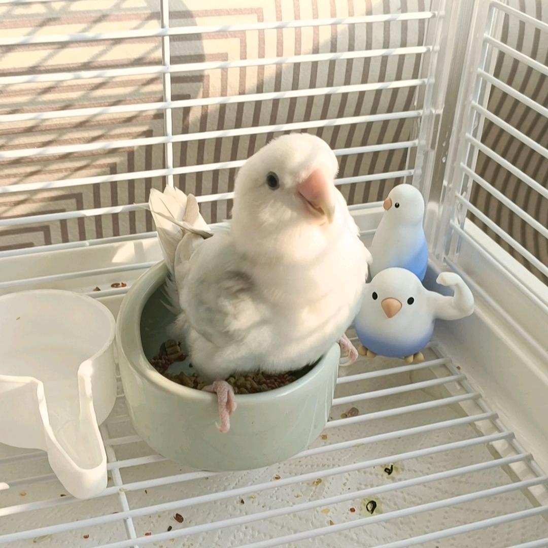 泡泡爱睡觉