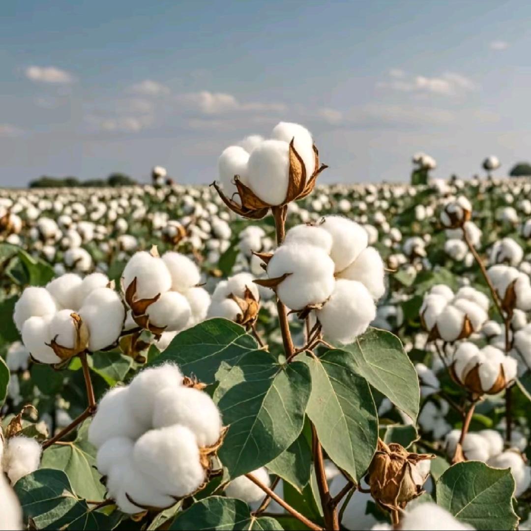 新疆棉纯棉袜工厂