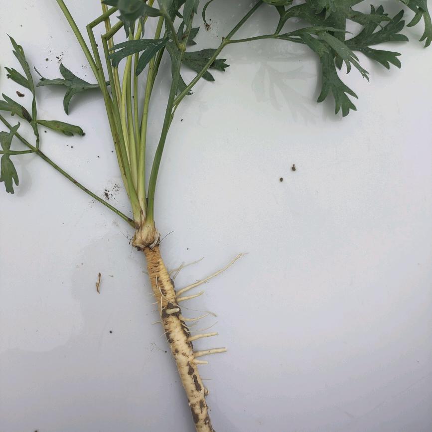 亳州市全丰农业