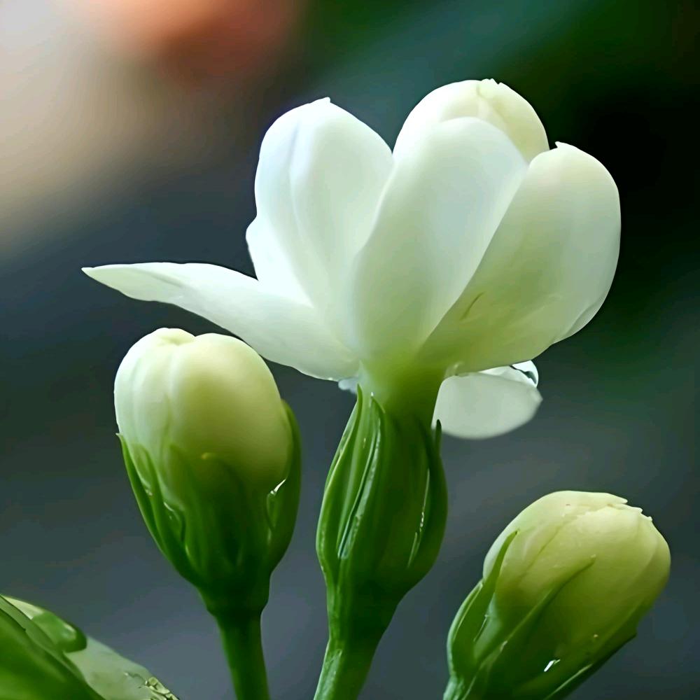 送君茉莉