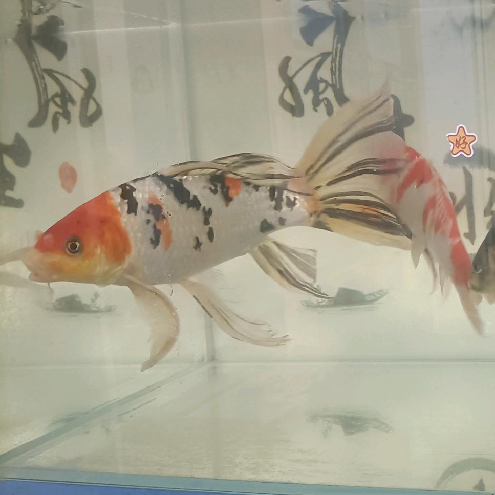 月半★大叔