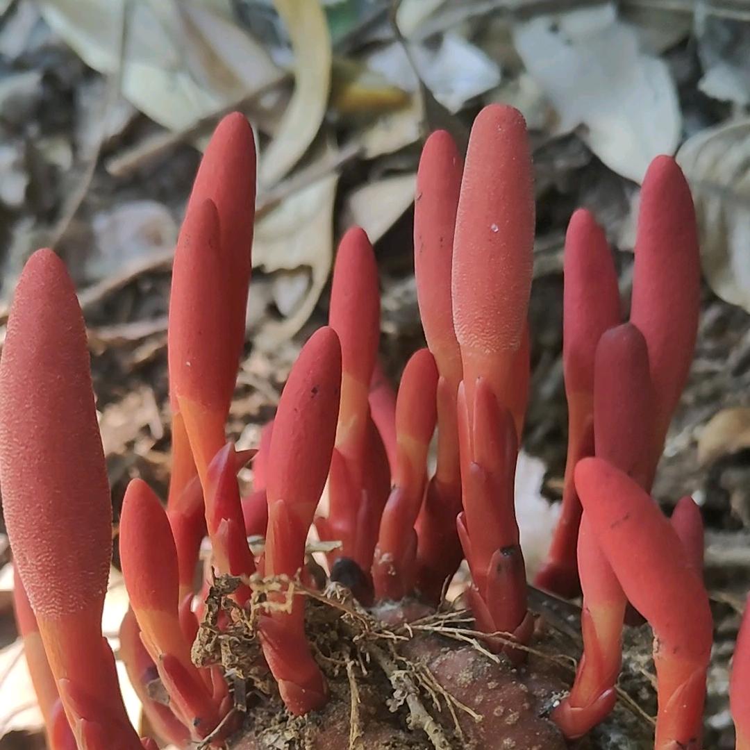 大自然盆景园