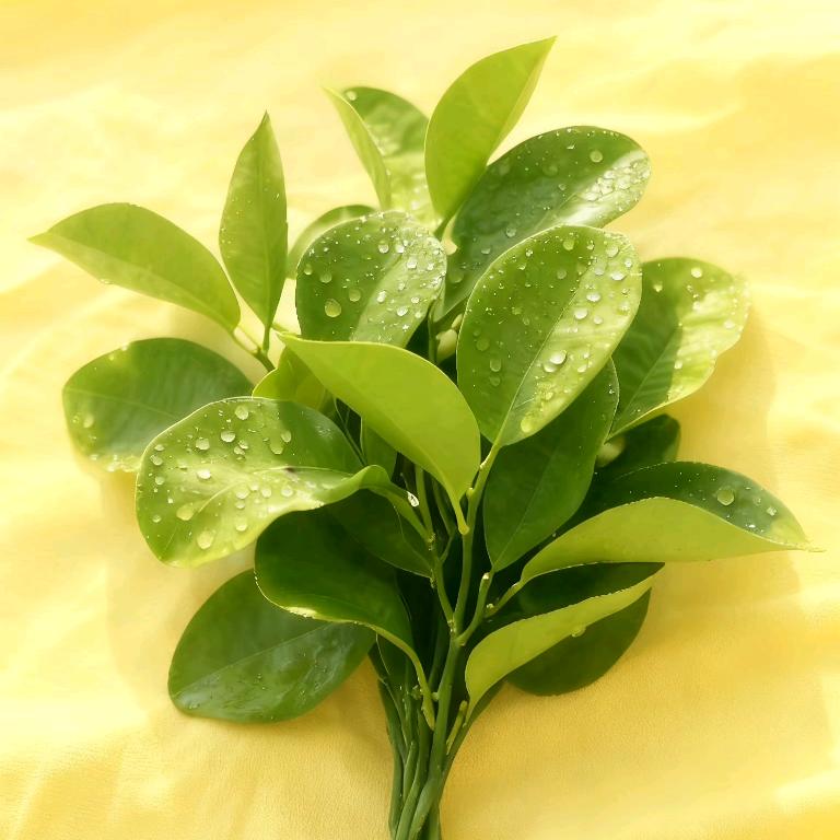 ꧁💞᭄ᩚ玲💞᭄᪲ᩚ꯭ᩚ🍒꧂