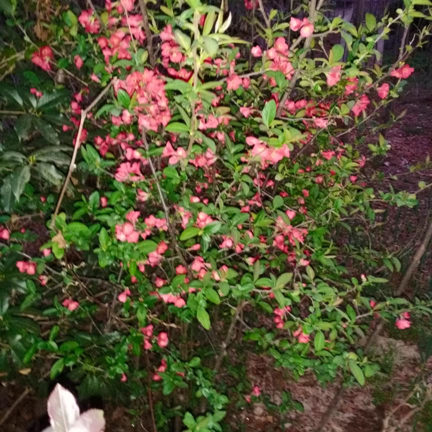 为来就这样吧,💪🇨🇳