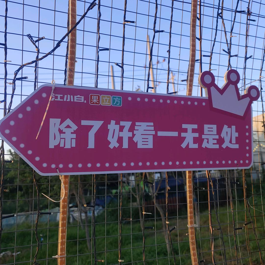 小马儿