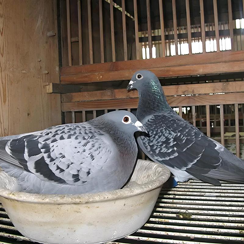 一斐聊养鸽