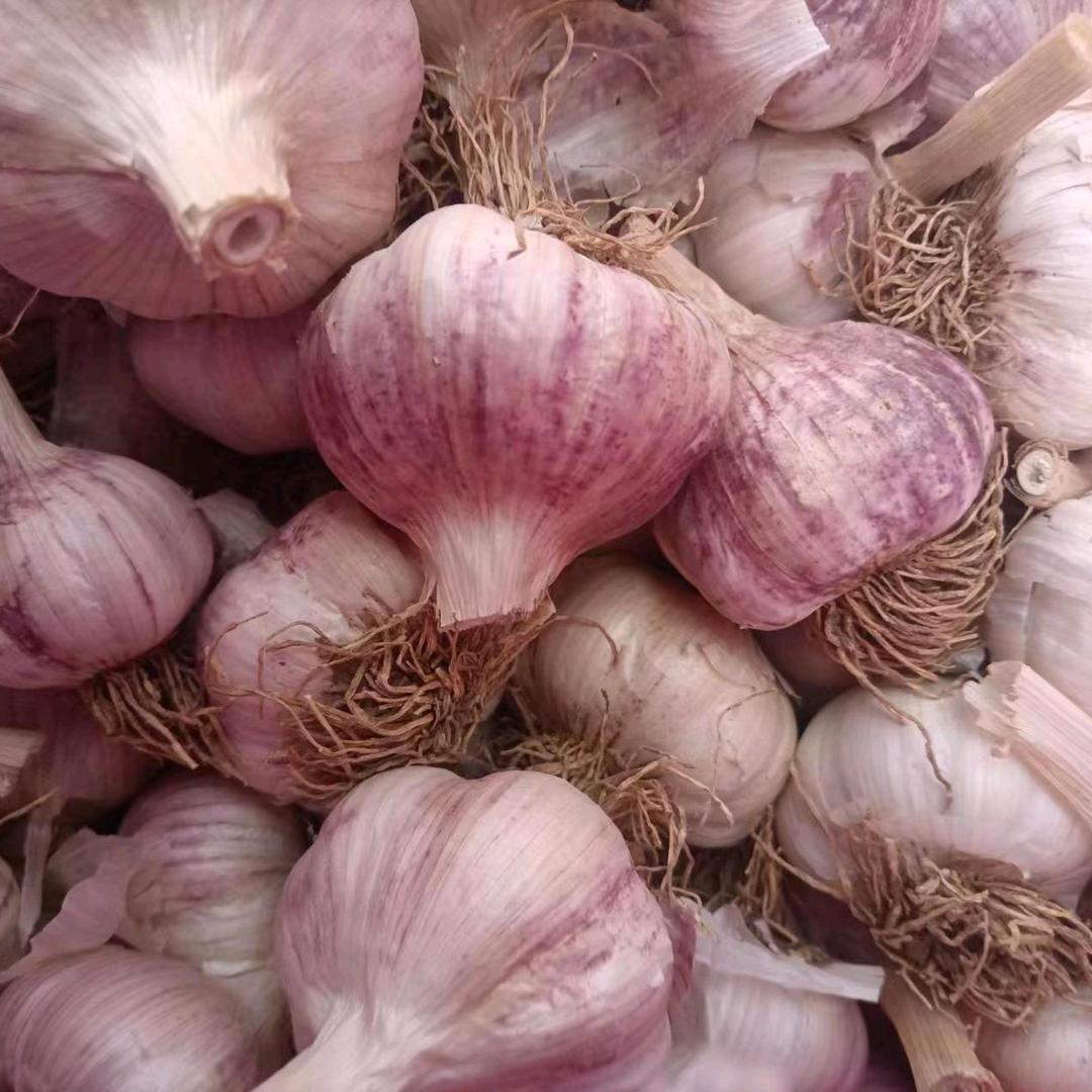 桂双大蒜农资 技术指导员