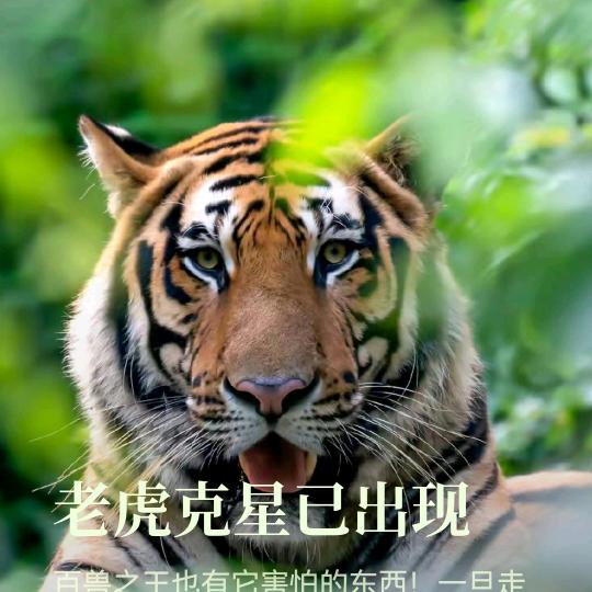 当头炮