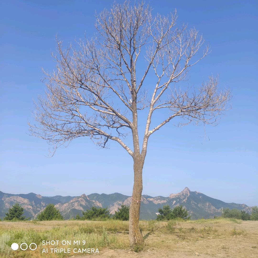 广聚大姐（心想事成）