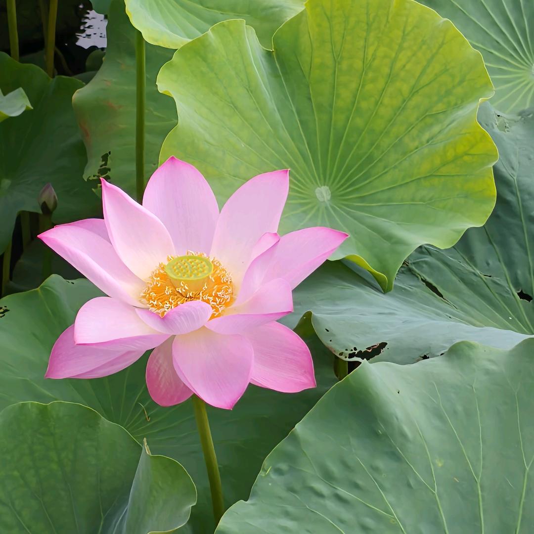 钟梅（我是chen红）