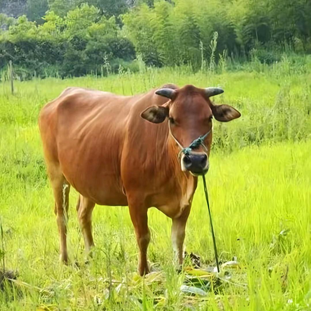老黄牛哞哞