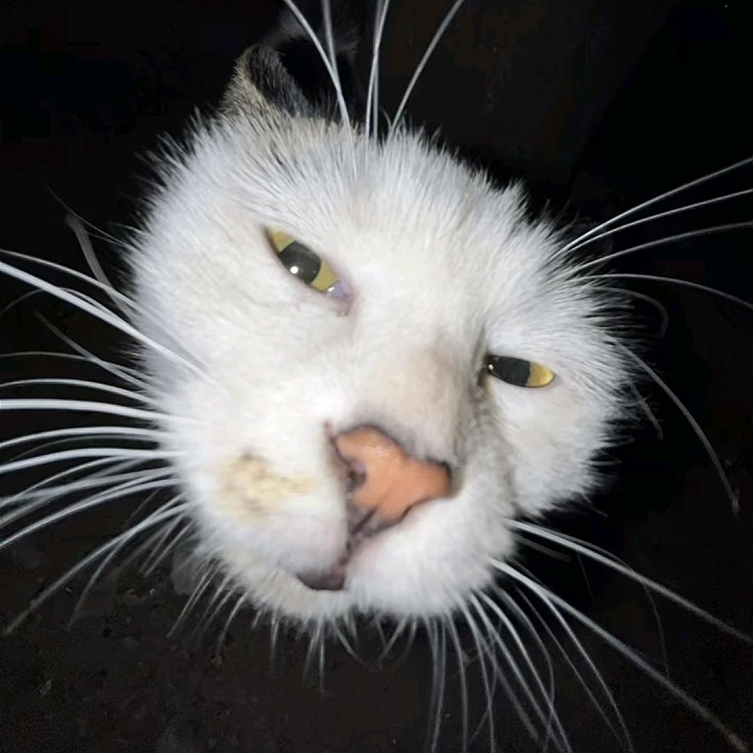 煎饼狗子