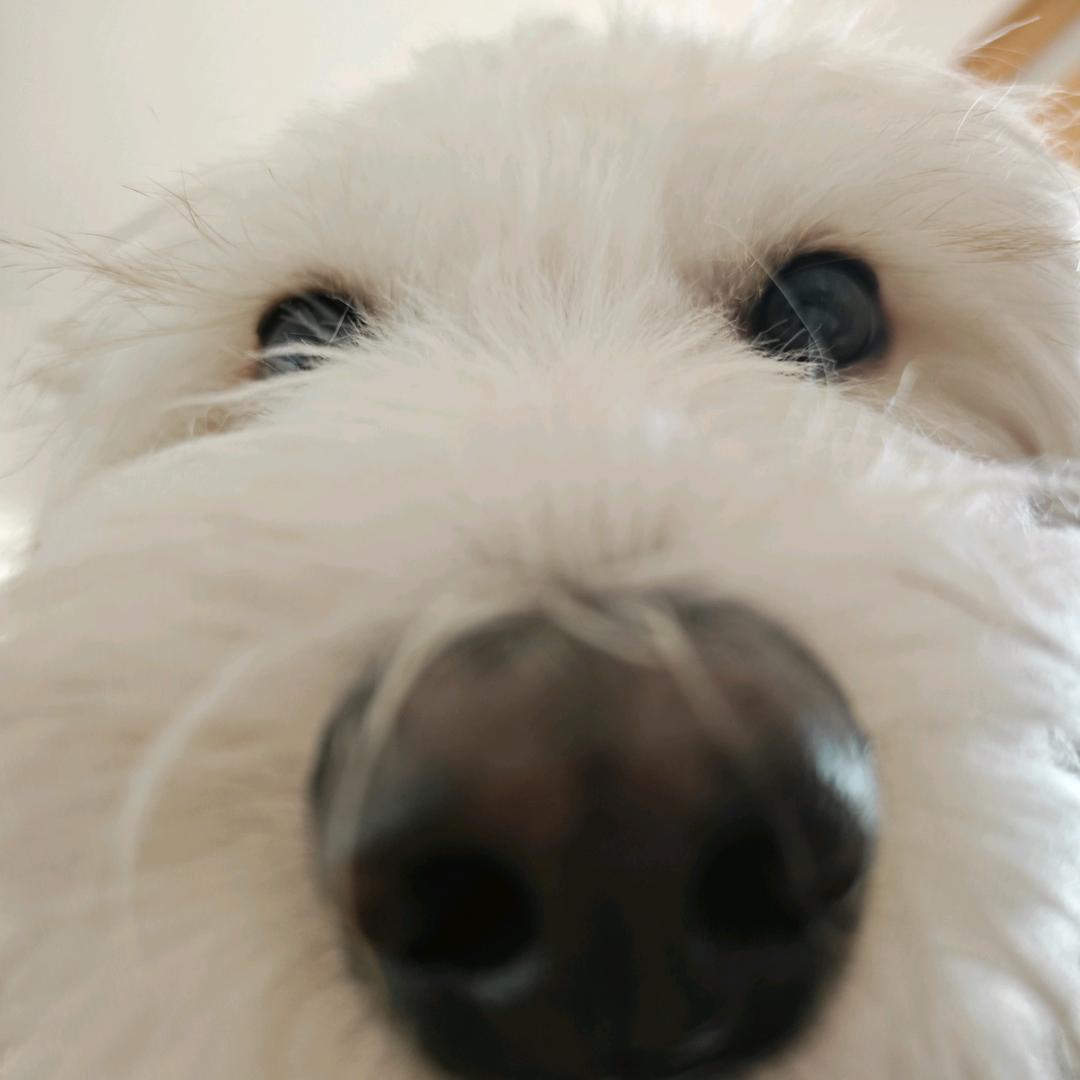 懒猫突击手