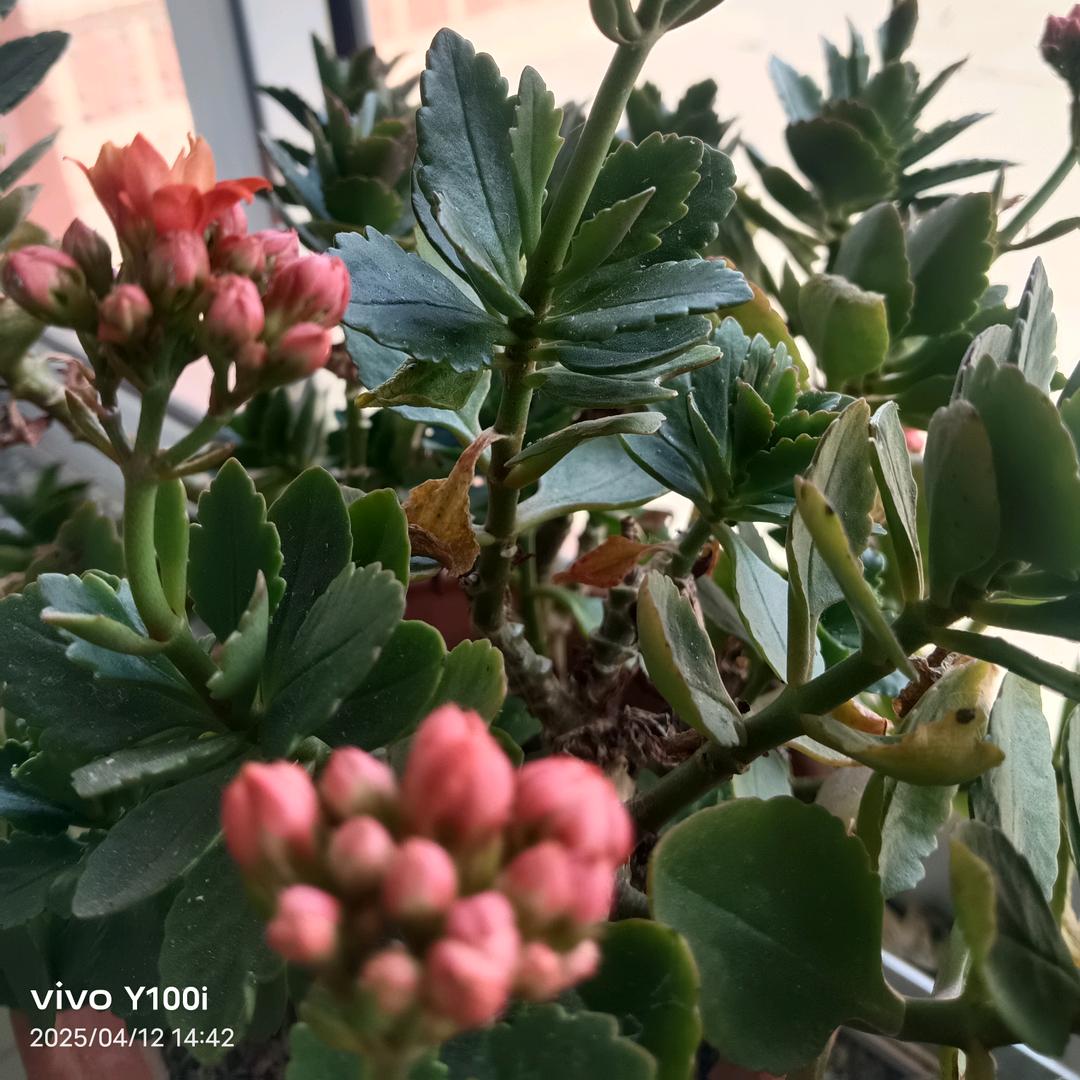 🌲开心🌵就好