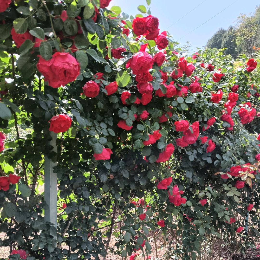 不忘初心🍎🍎🍎🍓🌷🌷