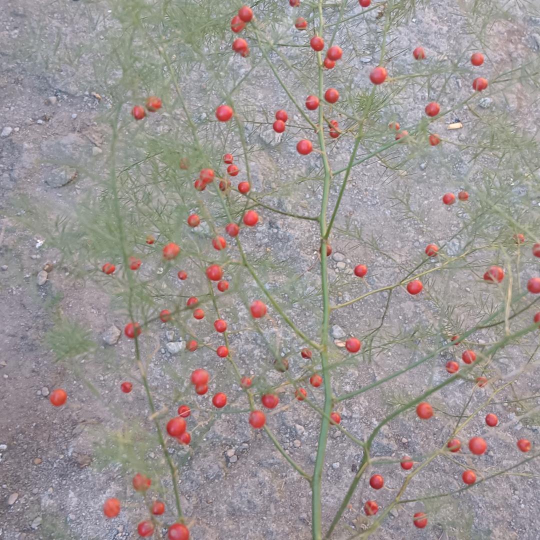 小人物✿◡‿◡)