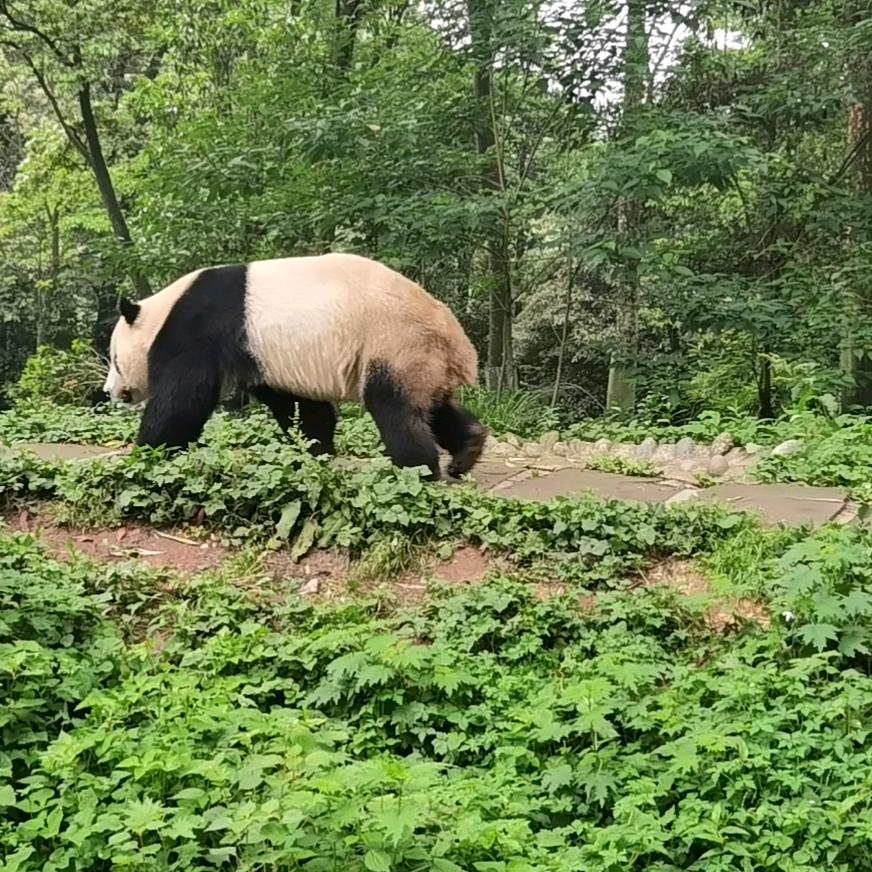 桃李春风一杯酒