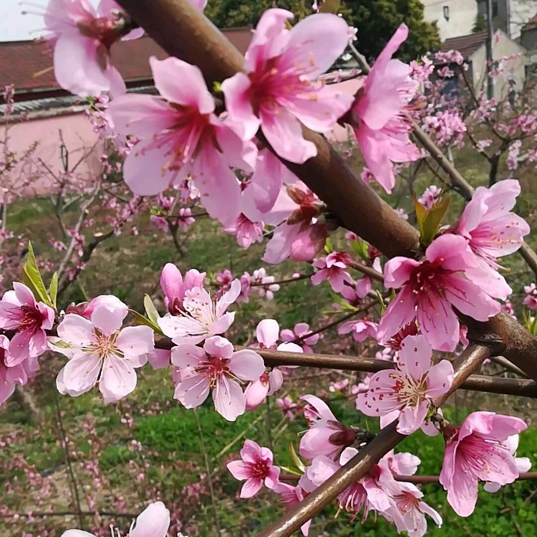 考果缘