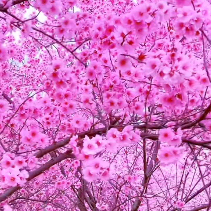 夕阳红