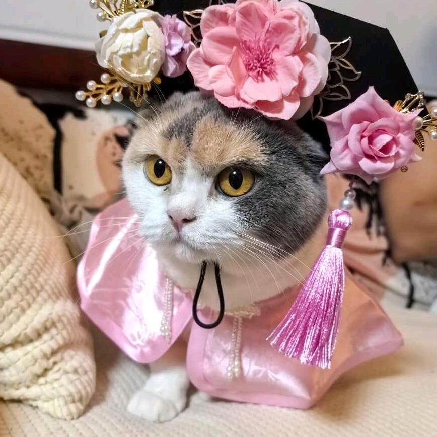 小白是只美女猫