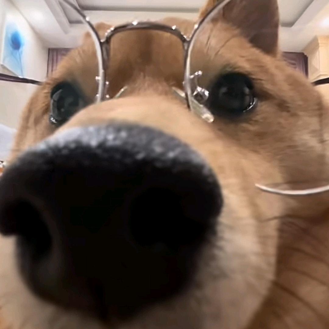 Hw呆呆羊（暴雨门门徒）