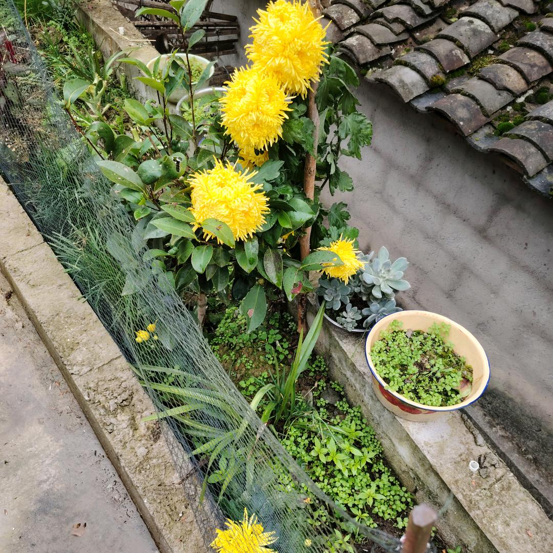 ʚ布丁ɞ🍮的妈妈
