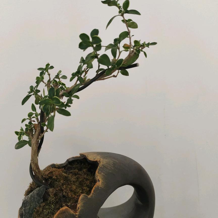 跑调歌手༻翔哥