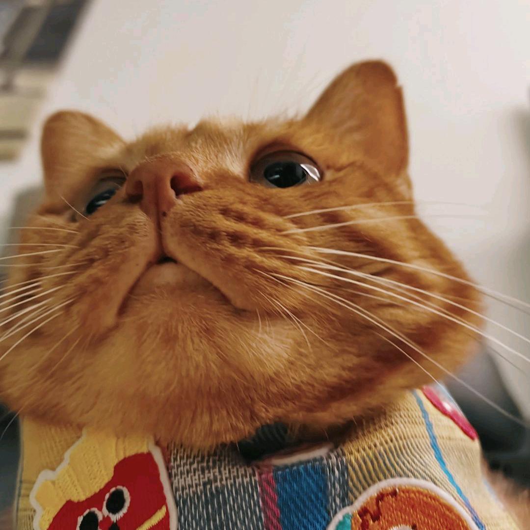 梆梆就两拳拳主